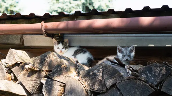 Meraklı Kediler ve Dinlenen Kedi Odunlukta