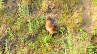 Meraklı tilki yavrusu doğal ortamdaki otlak arazisini keşfediyor.