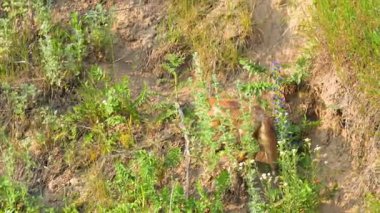 Meraklı tilki yavrusu doğal ortamdaki otlak arazisini keşfediyor.