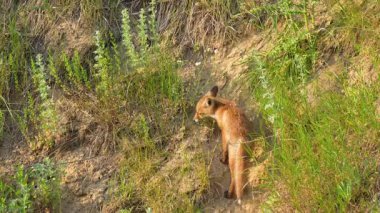 Meraklı tilki yavrusu doğal ortamdaki otlak arazisini keşfediyor.