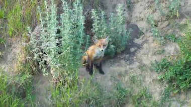 Meraklı tilki yavrusu doğal ortamdaki otlak arazisini keşfediyor.