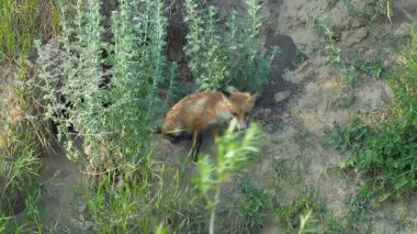 Meraklı tilki yavrusu doğal ortamdaki otlak arazisini keşfediyor.