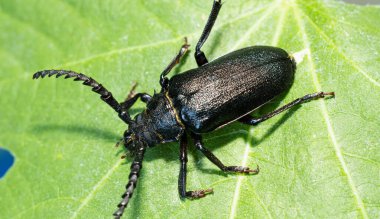 Yeşil bir yaprağın üzerinde duran Büyük Oğlak Böceği 'nin (Cerambyx cerdo) makro fotoğrafı. Bu uzun boynuzlu böcek Avrupa 'nın en büyük böceklerinden biridir. Uzun siyah gövdesi ve son derece uzun antenleriyle tanınır.. 