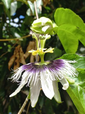 Parlak güneş ışığı altındaki yemyeşil yaprakların zeminine karşı narin mor ve beyaz taç yaprakları ve karmaşık filizleriyle canlı bir tutku çiçeğinin yakın görüntüsü.