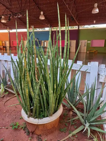 Renkli duvarlar ve parlak aydınlatmalarla karakterize edilmiş geniş bir salonda, dekoratif kaplarda uzun Sansevieria bitkilerinin canlı düzenlemeleri neşeli ve taze bir atmosfer yaratıyor..