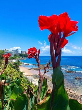 Sahne ışıkları altında güzel kırmızı tropikal çiçek ve arka planda deniz ve gökyüzü yoğun mavi kolo ile bir kontrast oluşturuyor.