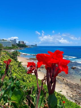 Sahne ışıkları altında güzel kırmızı tropikal çiçek ve arka planda deniz ve gökyüzü yoğun mavi renk ve beyaz bulut kontrastı oluşturuyor.