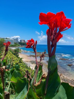 Sahne ışıkları altında güzel kırmızı tropikal çiçek ve arka planda deniz ve gökyüzü yoğun mavi kolo ile bir kontrast oluşturuyor.