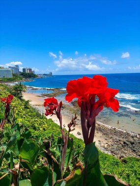 Sahne ışıkları altında güzel kırmızı tropikal çiçek ve arka planda deniz ve gökyüzü, bazı binaların yoğun mavi rengiyle bir kontrast oluşturuyor.