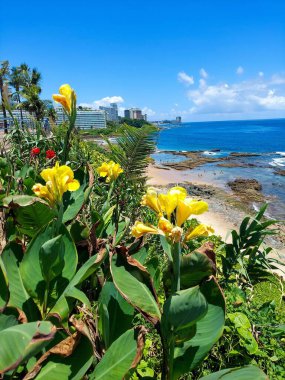 Güzel sarı tropikal çiçekler öne çıkar ve arka planda deniz ve gökyüzü yoğun mavi kolo ile bir kontrast oluşturur.