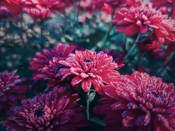 Closeup Red Chrysanthemum Flowers Garden Morning Dew Drops Petals Beautiful — Stock Photo, Image
