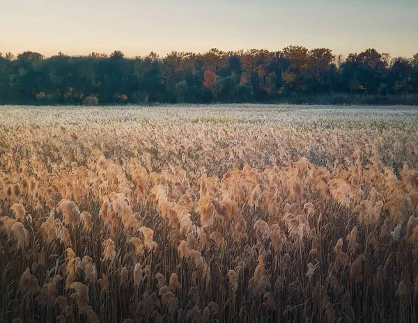 Droog Rietland Voor Een Herfstbosachtergrond Idyllische Avond Scene Met Gouden — Stockfoto