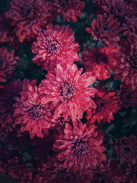 Bovenaanzicht Rode Chrysant Textuur Prachtige Bloemen Tuin Met Ochtenddauw Druppels — Stockfoto