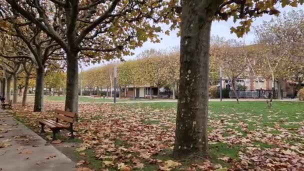 Piękny Dzień Jesiennym Parku Złotymi Liśćmi Wokół Ławki Spadł Drzew — Wideo stockowe