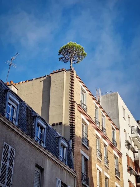 Árbol Pino Creciendo Parte Superior Edificio Asnieres Francia Ambiente Ciudad —  Fotos de Stock