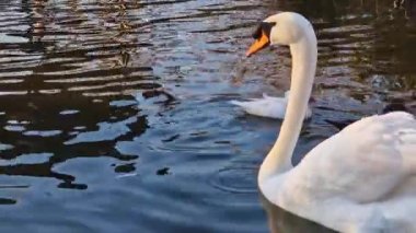 Closeup swan and wild ducks floating on the pond