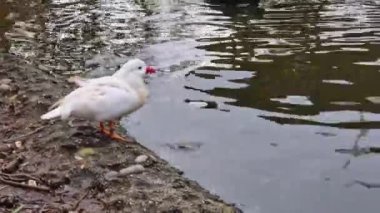White mandarin duck drinking water from the pond and washing her feathers in the park among black wild mallards