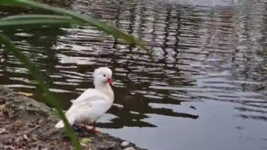 White mandarin duck (aix galericulata) at the pond in the park