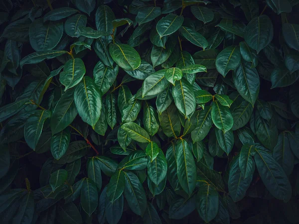 Dark Green Leaves Texture Wild Vegetation Natural Background — Stock Photo, Image