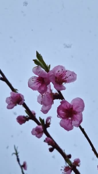 Kwitnące Drzewo Delikatnymi Różowymi Kwiatami Pod Zaspy Śnieżne Opadającymi Płatkami — Wideo stockowe