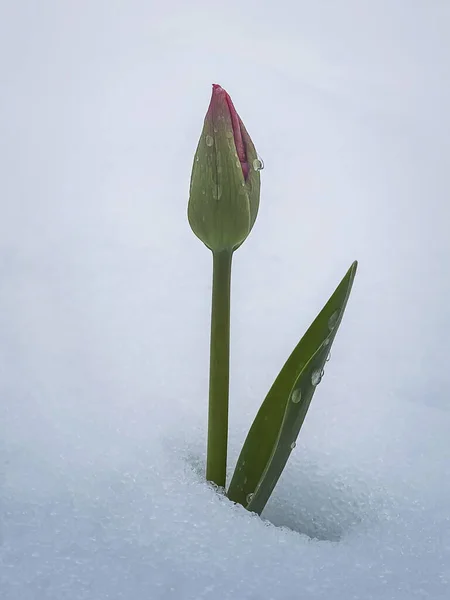 Onbloeide Jonge Tulpenbloem Die Groeit Onder Witte Sneeuw Water Druppels — Stockfoto