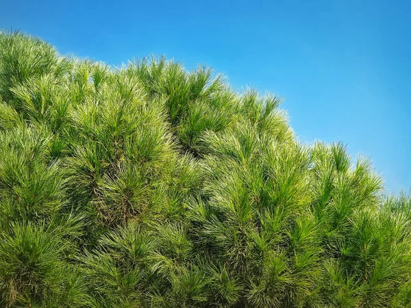 青い空を背景に常緑針で松の枝を閉じます — ストック写真
