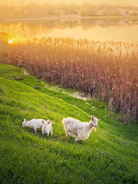 Goat Two Little White Kids Grazing Grass Fresh Green Pasture — Stock Photo, Image