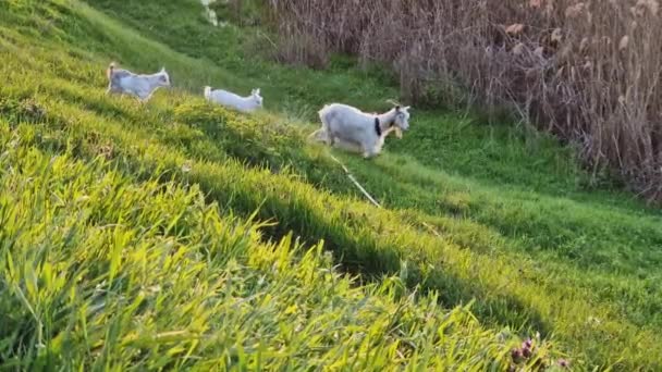 Una Cabra Con Dos Niños Blancos Pastando Hierba Pasto Verde — Vídeos de Stock