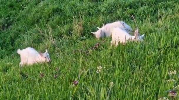 Little White Kids Grazing Grass Fresh Green Pasture Idyllic Spring — Stock Video