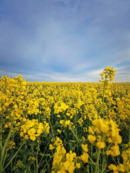 Sluit Het Raapzaadveld Open Land Met Gele Canola Bloemen Lente — Stockfoto