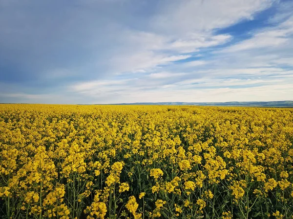 Open Veld Voor Koolzaad Land Met Gele Canola Bloemen Lente — Stockfoto