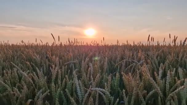Золотое Пшеничное Поле Закате Красивые Сельские Пейзажи Летним Солнцем Созревание — стоковое видео