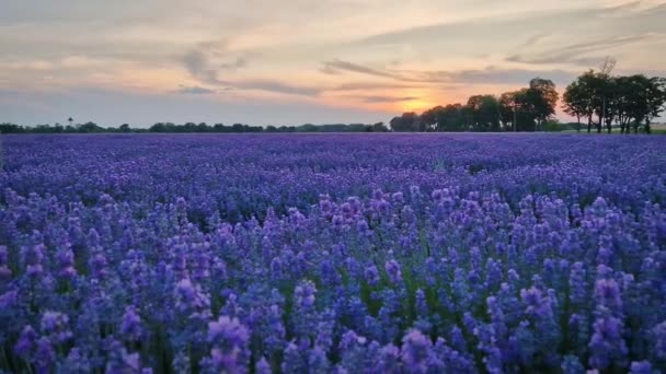 Ειδυλλιακή Άποψη Του Ανθισμένου Τομέα Λεβάντας Όμορφα Μοβ Μπλε Λουλούδια — Αρχείο Βίντεο