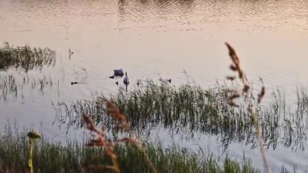 Κύκνοι Ζευγάρι Κυνήγια Στη Λίμνη — Αρχείο Βίντεο