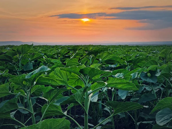 Växande Solrosor Växter Fältet Över Solnedgång Himmel Bakgrund — Stockfoto