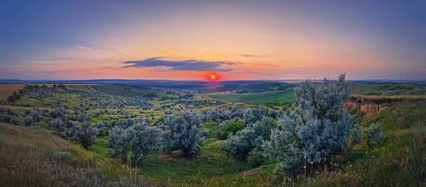 Панорамный Летний Закат Красивый Вид Зеленую Долину Кустами Вечерний Природный — стоковое фото