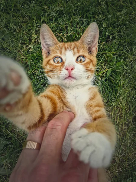 Tulaj Narancssárga Macskáját Simogatja Játékos Vörös Macska Fekszik Hátán Zöld — Stock Fotó