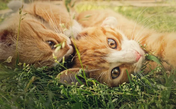 Turuncu Kedi Yavrusu Çimlerin Üzerinde Birlikte Oynuyorlar Komik Eğlenceli Kızıl — Stok fotoğraf