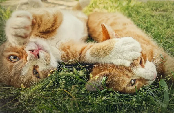 2つのオレンジの子猫が芝生の上で一緒に遊んでいます 面白いと遊び心のある生姜猫の戦いゲーム かむと抱擁 — ストック写真