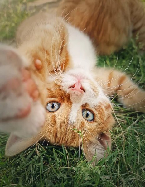 장난기있는 오렌지 고양이가 거꾸로 귀여운 고양이의 — 스톡 사진
