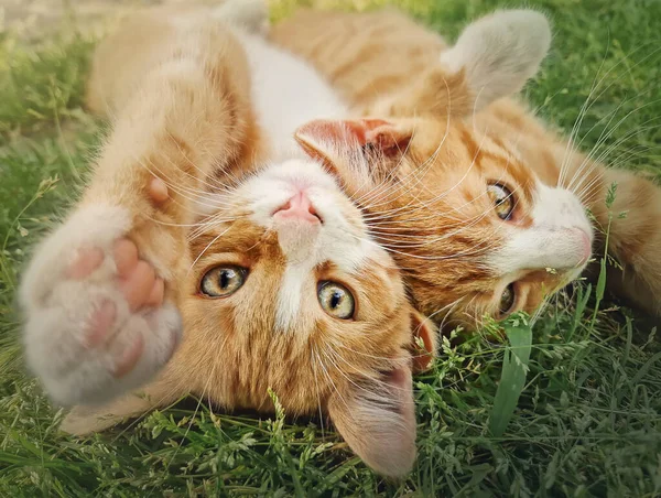 Two orange kittens playing together outdoors on the grass. Funny and playful ginger cats fighting games, biting and huggin