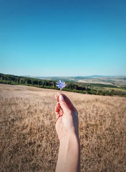Female Hand Holding Blue Chicory Overy Idyllic Rural Background Autumnal — Stock Photo, Image