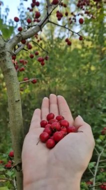 Ormandaki ağaçtan topladıktan sonra taze biyo-dikenli böğürtlen tutan bir kadın. Ormanda doğal ortamda yabanmersini. Crataegus sonbahar mevsimi meyveleri