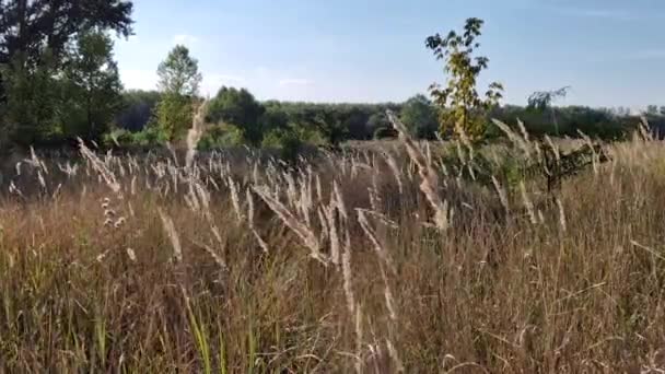 Sonbahar Mevsimi Doğası Tilki Kuyruklu Kamış Rüzgarda Sallanıyor Kırsal Manzara — Stok video