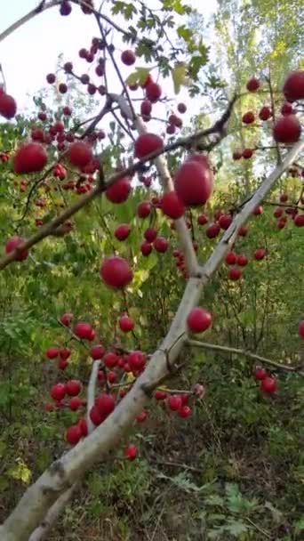 新鮮な熟したホーソーンベリーは森の木に育ちます 森の自然環境におけるワイルドベリー 秋の季節のフルーツ — ストック動画
