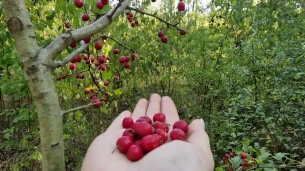 森の木からそれらを拾った後新鮮なバイオホーソーンベリーを保持する女性の手 森の自然環境におけるワイルドベリー 秋の季節のフルーツ — ストック動画