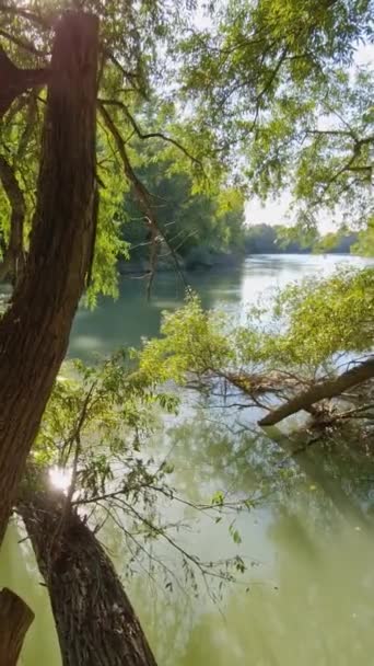 在普鲁特河畔的水面上生长着柳树的野生自然景观 — 图库视频影像