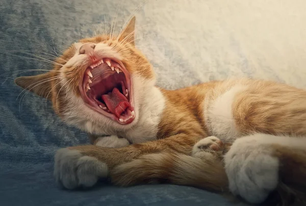 Nahaufnahme Porträt Einer Verschlafenen Orangefarbenen Katze Gähnt Ingwerkätzchen Macht Ein — Stockfoto
