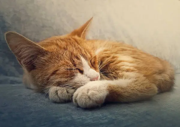 Orange Kitten Sleeping Sweet Closeup Portrait Cute Ginger Cat Resting — Stock Photo, Image