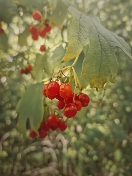 新鮮な熟したバイブラーナムベリーは森林の茂みに育ちます クローズアップ赤いワイルドベリー ガールダーは野生で秋の季節のフルーツをローズ — ストック写真
